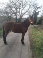 Vente de cheval : loulou